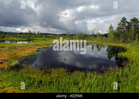 Stormy atmosphere in the raised moss, Sweden, Scandinavia Stock Photo