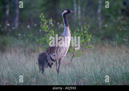 Common crane (Grus grus) Stock Photo