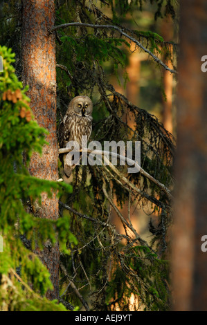 Great Grey Owl (Strix nebulosa), coniferous forest Stock Photo