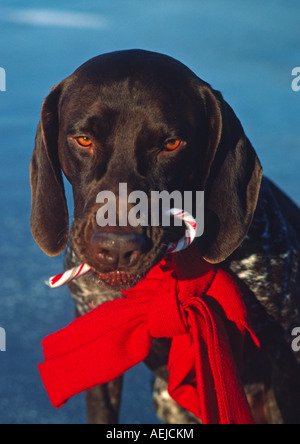 german short-haired pointer dog with candy cane Stock Photo