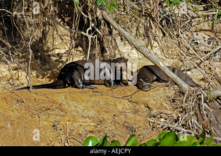 Giant otter, Pteronula brasiliensis, Pantanal, Brasil Stock Photo