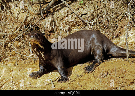 Giant otter, Pteronula brasiliensis, Pantanal, Brasil Stock Photo