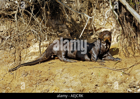 Giant otter, Pteronula brasiliensis, Pantanal, Brasil Stock Photo