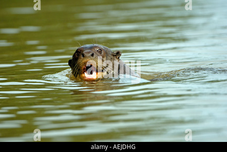 Giant otter, Pteronula brasiliensis, Pantanal, Brasil Stock Photo