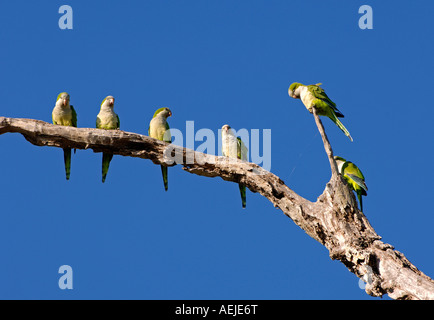 Monk parrots in pantanal, brasil Stock Photo