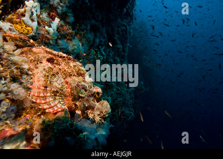 Bearded scorpionfish, Scorpaenopsis barbatus. Stock Photo