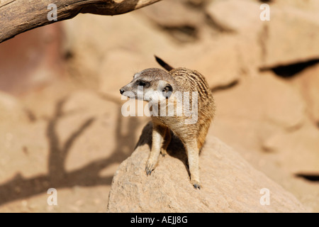 Meerkat, Suricata suricata Stock Photo