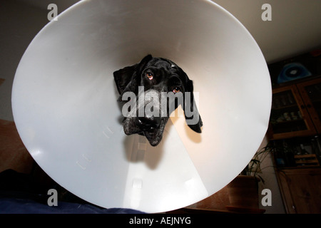 German short-haired pointer after an operation Stock Photo