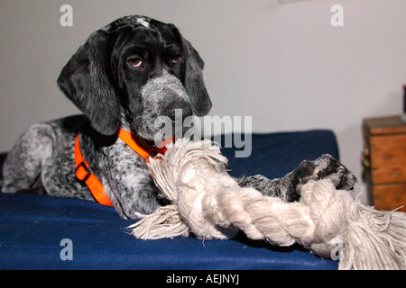 German short-haired pointer with his toy Stock Photo