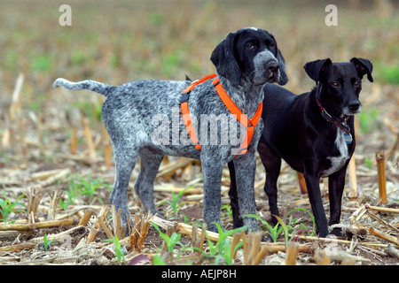 German Short-haired pointer and mixed black dog standing in a field Stock Photo