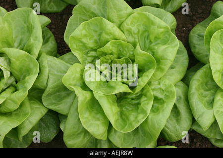 Butterhead lettuce (lactuca sativa var capitata) Stock Photo