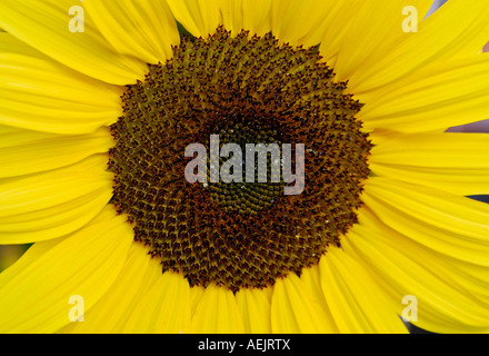 Sunflowerblossom ( detail ) Helianthus annuus Stock Photo