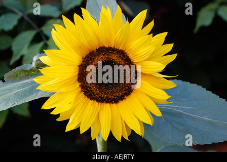 Sunflower ( Helianthus annuus ) Stock Photo