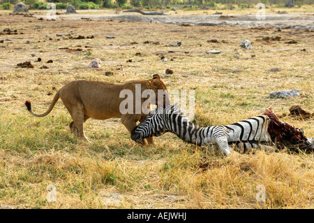 Lioness at a Zebra kill, Savuti Narional Park, Botswana Stock Photo