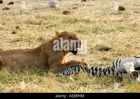 Lioness at a Zebra kill, Savuti Narional Park, Botswana Stock Photo
