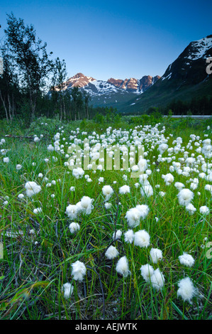 Meadow with Eriophorum, More og Romsdal, Norway Stock Photo