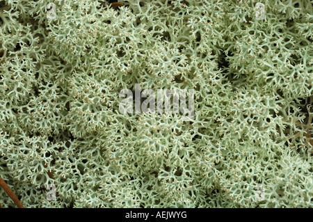 Reindeer lichen (Cladonia rangiferina), Jotunheimen National Park, Norway, Scandinavia Stock Photo