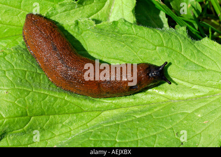 Spanish Slug - Lusitanian Slug (Arion lusitanicus) Stock Photo