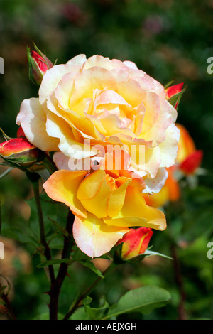 Flowering rose - blossoms close up (Rosa spec.) Stock Photo