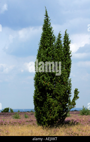 Landscape with common juniper bush (Juniperus communis) in flowering heather (Calluna vulgaris), nature reserve Lueneburg Heath Stock Photo