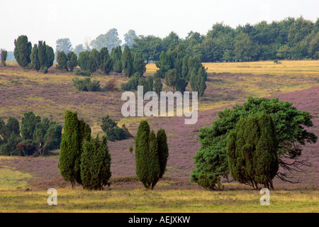 Landscape with flowering heather (Calluna vulgaris) and common juniper (Juniperus communis) in the early morning fog, nature re Stock Photo