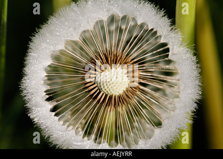 Seedhead clock dandelion, Taraxacum officinale Stock Photo