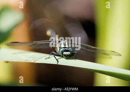 Green eyed hook, tailed dragonfly, Onychogomphus forcipatus, Stock Photo