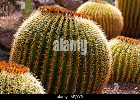 Golden Barrel Cactus, Golden Ball, Mother-in-Law's Cushion, Echinocactus grusonii, Palmitos Park, Gran Canaria, Spain Stock Photo