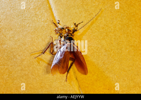 Trod American cockroach (Periplaneta americana) Stock Photo