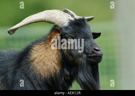 Male goat west african pygmy goat Stock Photo