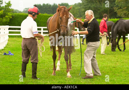PERSIAN PUNCH GETTING A WASH DOWN FROM TRAINER DAVID ELSWORTH AT THE WHITSBURY MANOR STABLES NEAR SALISBURY Stock Photo