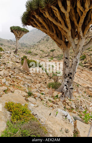 Dragon´s Blood Tree on Homhil Plateau, Sokotra island, Yemen Stock Photo