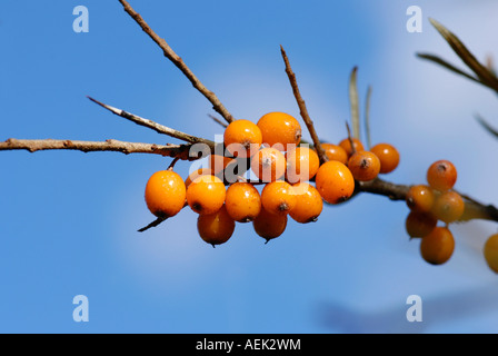 Fruit of the sea-buckthorn (Hippophae rhamnoides) Stock Photo