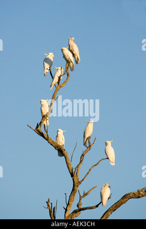 sulfur crested cockatoo plays peekaboo