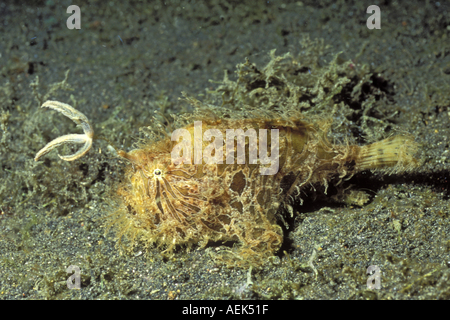 Striated Frogfish with appendage extended as fishing lure Antennarius straitus Lembeh Straits Indonesia Stock Photo