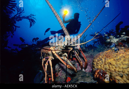 Diver watches spiny lobster (Panulirus argus), Caribbean. Stock Photo
