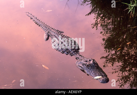 Alligator of Okefenokee swamp in evening light, Georgia, USA Stock Photo
