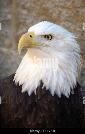 Portrait of a Bald Eagle Stock Photo