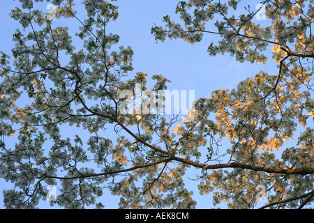 Dogwood blooms in South Carolina Stock Photo