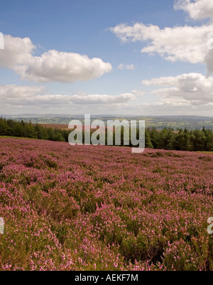 Heather in Ribble valley, Lancashire Stock Photo