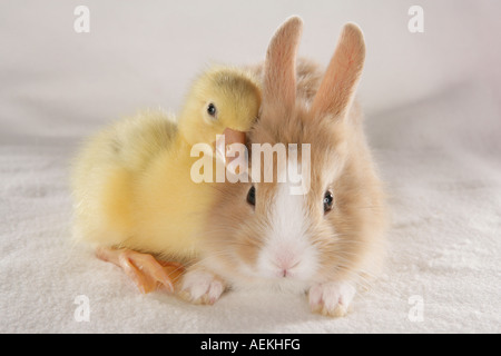 animal friends: duckling and pygmy rabbit Stock Photo