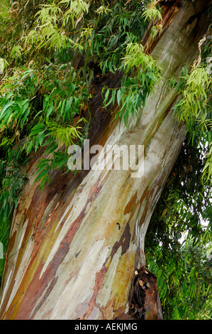 Eucalyptus tree peeling bark Stock Photo