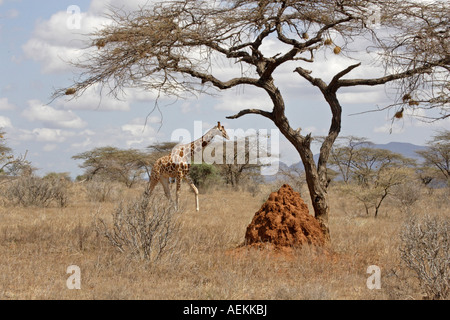 Reticulated Giraffe Stock Photo