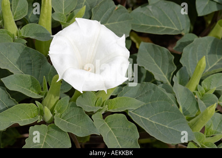 White flower and green leaves of downy thorn-apple. Scientific name: Datura innoxia. Stock Photo