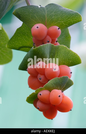 Italian woodbine, or perfoliate honeysuckle berries close up. Scientific name: Lonicera caprifolium. Stock Photo