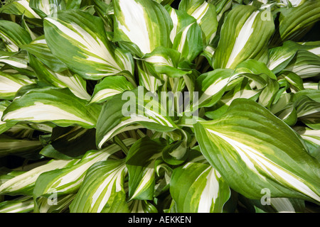 Hosta undulata leaves in June. Stock Photo