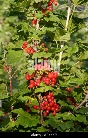 Redcurrant shrub and berries in July. Stock Photo