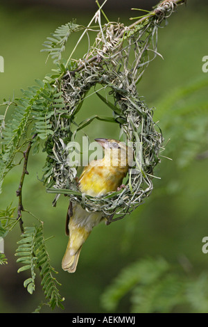 Female Black Headed Weaver Bird Building a nest Stock Photo