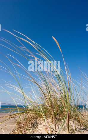 Coastal grass blowing in the wind Stock Photo