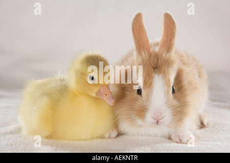 animal friends: chick and pygmy rabbit Stock Photo